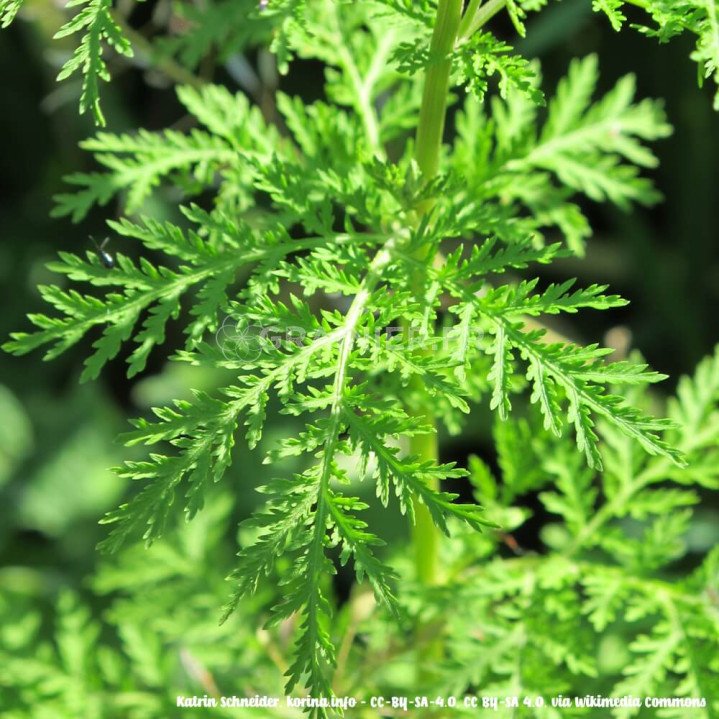 Armoise Annuelle, Sweet Wormwood, Artemisia Annua image